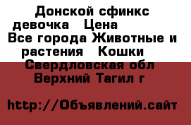 Донской сфинкс девочка › Цена ­ 15 000 - Все города Животные и растения » Кошки   . Свердловская обл.,Верхний Тагил г.